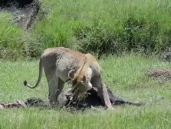 Lioness Eating a Wildebeest Stock Footage