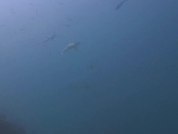 Sharks Circling Stock Footage