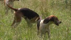Fox hunting Fox Hounds being let out of Kennel News Clip