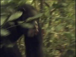 CU, MS, Chimpanzee (Pan troglodytes) vocalizing and running in forest, (drum display), Gombe Stream National Park, Tanzania Stock Footage