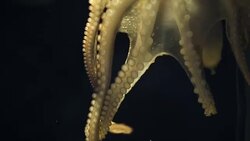 Octopus moves with black background Stock Footage