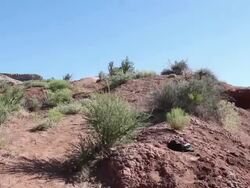 A mountain biker riding on a singletrack trail. - 1920x1080 Stock Footage