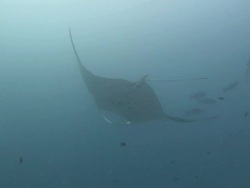 MS Manta ray at cleaning station / Palau, Micronesia, Palau  Stock Footage