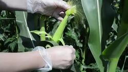 Farmer controlling corn plants in the field Stock Footage