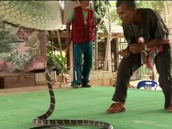 Boxing with snakes to charm the tourists News Clip