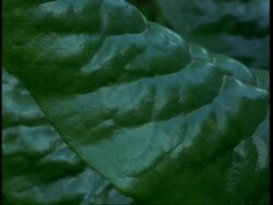 CU large, soft leaves of the Tree Senecio, Dendrosenecio adnivalis, Uganda, Africa Stock Footage