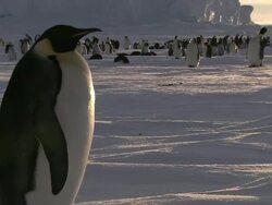 MS TU Adult penguin in colony AUDIO / EkstrÃƒÂ¶m Ice Shelf,Atka Iceport Emperor Penguin Colony,  Queen Maud land, Antarctica Stock Footage