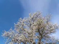 HD TIME LAPSE: Cherry Tree Against Cloudscape Stock Footage