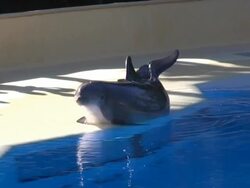 Dolphin posing out of water Stock Footage