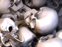 Low View, Lots of Skulls filling the Screen Stock Footage