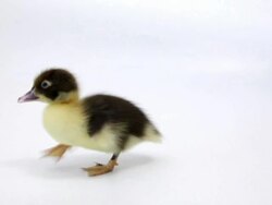 Running Duckling Stock Footage