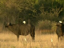 MS Shot of two buffalo standing still and observing / Okavango Delta, North-West District, Botswana Stock Footage
