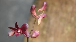 dark purple orchids Stock Footage