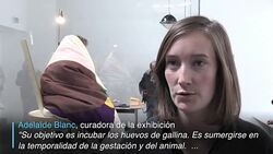 CLEAN : Incubar huevos en un museo de Paris News Clip