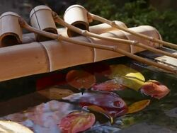 MS Shot of Water basin and dippers in autumn at Jyurin ji Temple in Nakaikegami district Stock Footage
