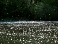 WA Pan right, Cottonwood Tree Seeds blowing through air on to lake, USA Stock Footage