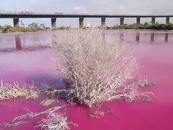 MS Shot of bright red algal bloom near Westgate Bridge, Yarra River / Melbourne, Victoria, Australia Stock Footage