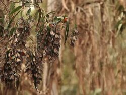 Monarch Butterflies Stock Footage