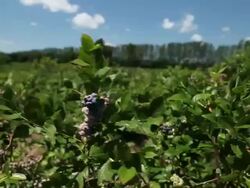 MS Blueberry bushes blowing in wind / Milton, Ontario, Canada Stock Footage