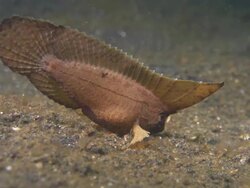 Cockatoo Wasp fish Colour Indonesia  Stock Footage