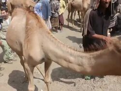 Man pulling camel by mouth at camel fair Stock Footage