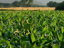 HD: Green leaves Stock Footage