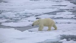 Polar Bear Stock Footage