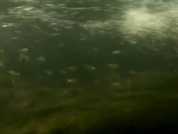 MS Small fish swimming in force of water / Guanacaste, Costa Rica Stock Footage