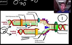 DNA and RNA - Part 2 Instructional Video
