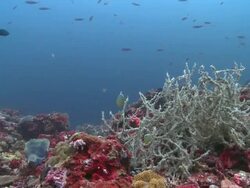 Reef life, Monad Shoa, Malapascua, The Philippines Stock Footage