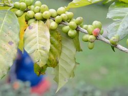 Coffee Stock Footage
