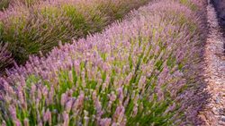 Colourful lavender fields Stock Footage