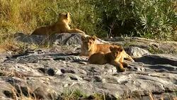 Lioness drinking and resting with cubs - Loving Stock Footage