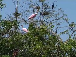 Roseate Spoonbills and Anhingas in Trees Stock Footage