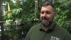 The rare and stinky 'Corpse Flower' blooms in Brooklyn News Clip