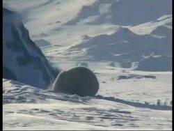 MS Polar Bear, Ursus maritimus, digging with snow covered mountains in background, Arctic Circle Stock Footage