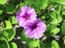 MS Ipomoea pes caprae, Beach Morning Glory at Miyanohama beach of Chichi jima island / Ogasawara Islands, Tokyo, Japan Stock Footage