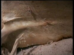 CU two shrimps, zoom out to MS Green Turtle skeleton, Sipadan, Borneo, Malaysia Stock Footage