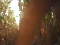 POV, Canada, Ontario, Lindsay, Running between two rows of dried corn plants Stock Footage