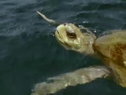CU Olive Ridley taking breath at surface of ocean / Guanacaste, Costa Rica Stock Footage