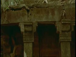 CU tree roots growing over Hindu statue in jungle, Bandhavgarh National Park, India Stock Footage