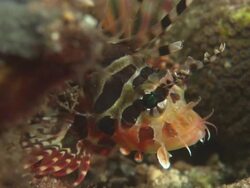 Gurnard Lionfish, waiting, medium close up, Indonesia  Stock Footage