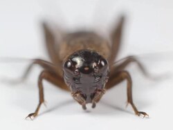 Closeup Face Cricket Stock Footage