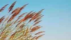 Pampas Grass Stock Footage