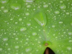 Lotus leaf with water drop. Stock Footage