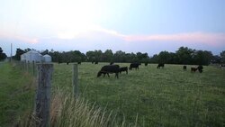 Divided America: young less united than in past Instructional Video