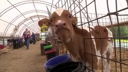 Got Indigestion? A2 Milk Could Ease Your Woes News Clip