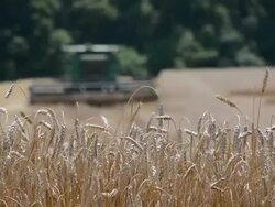 Generic farming, wheat field with tractor in background Stock Footage