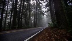 Timelapse of Skyline Boulevard in Morning Mist Stock Footage