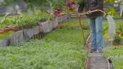 Farmer Spraying Water On Plants In Greenhouse Stock Footage